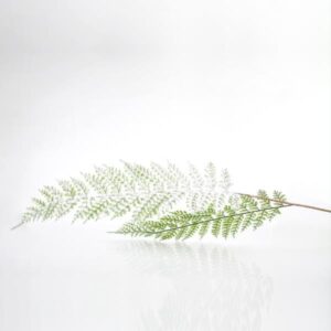 GREEN MINT FERN