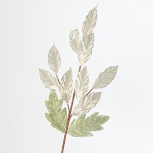 BRANCH CHAMPAGNE