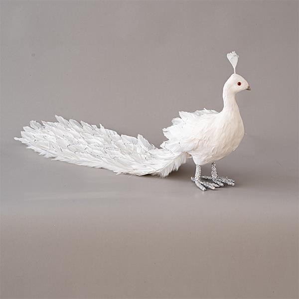 PEACOCK WHITE