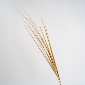 TWIG