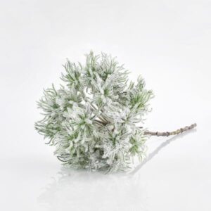 BRANCH ANEMONE
