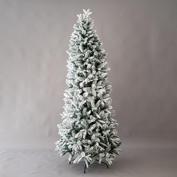 SNOWY JERSEY FIR