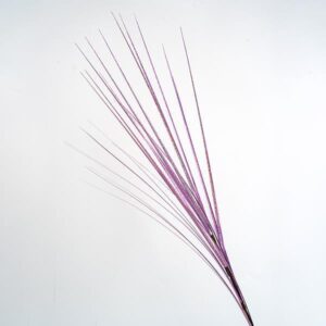 TWIG